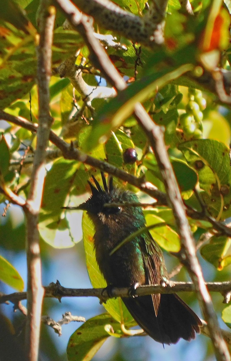 Antillenhaubenkolibri - ML647705283