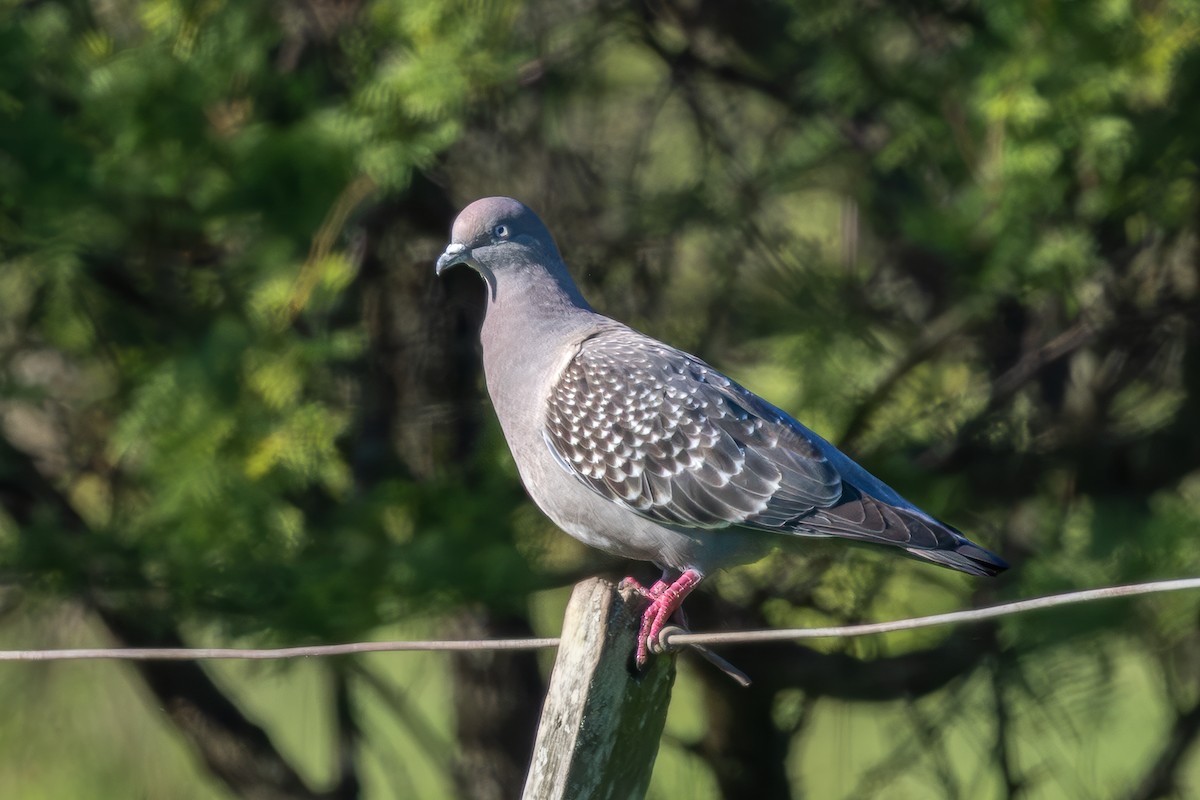 Fleckentaube - ML647705284