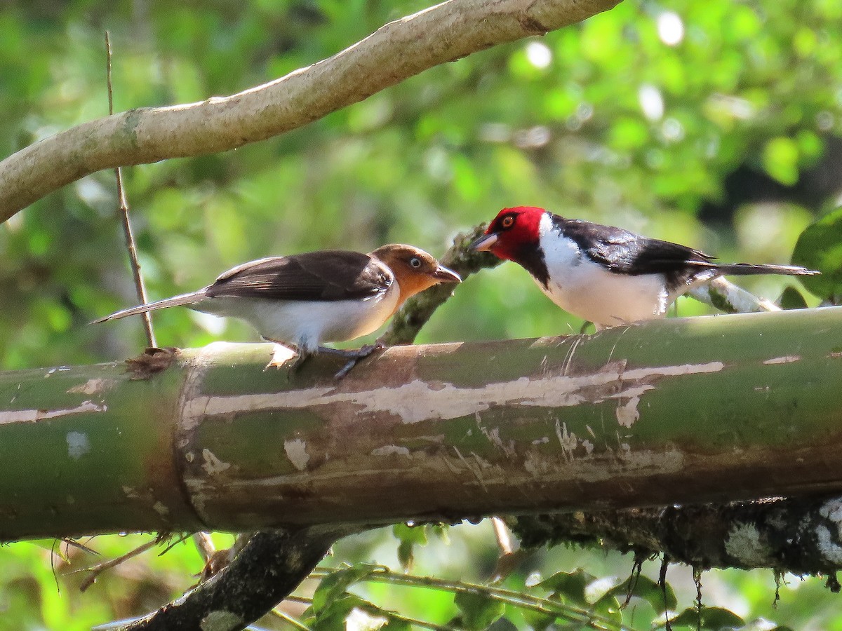 Schwarzkehltangare - ML647705285