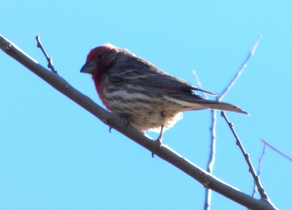 Hausgimpel - ML647705286