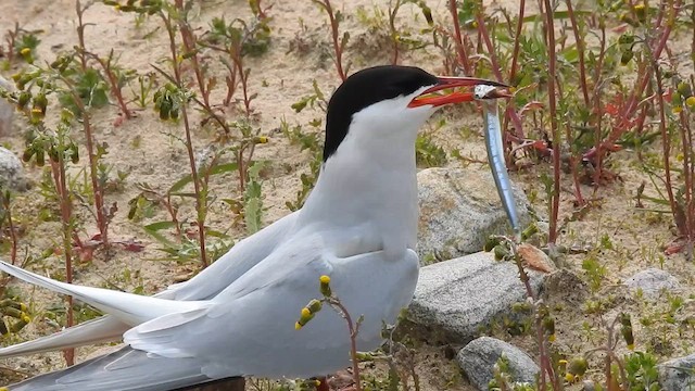 Крячок полярний - ML647705287