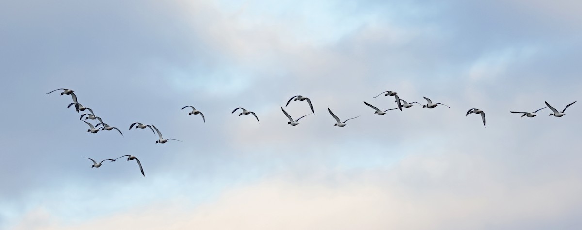 Brandgans - ML647705291