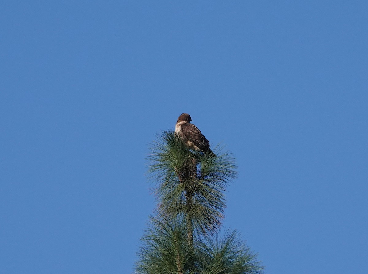 Rotschwanzbussard - ML647705292