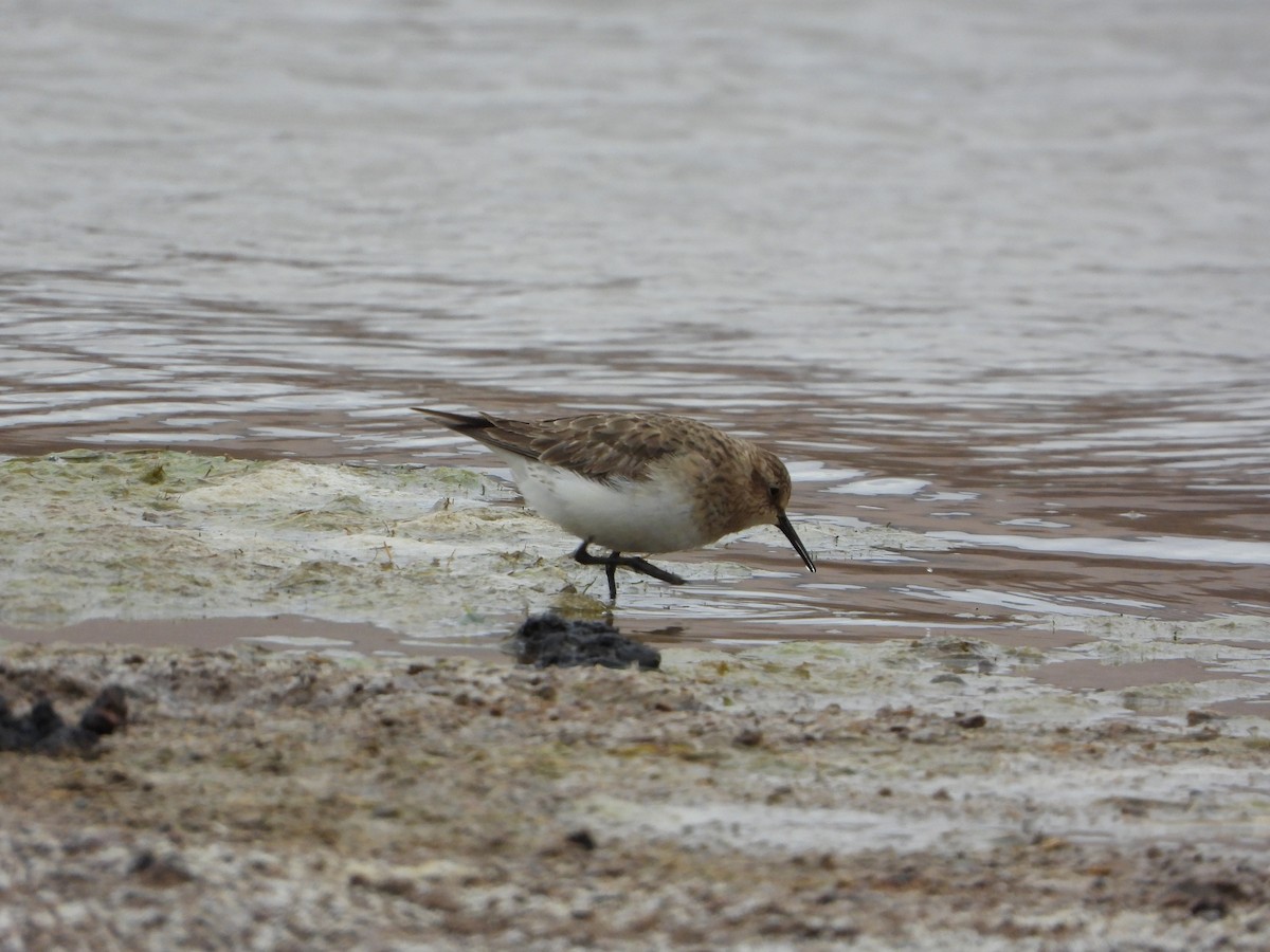 Bairdstrandläufer - ML647705293