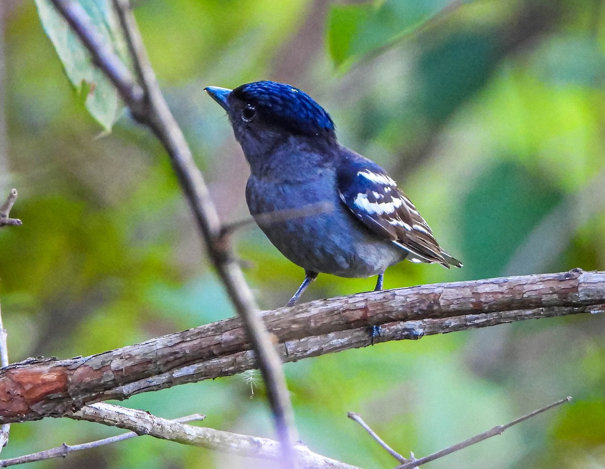 Weißbindenbekarde - ML647705294