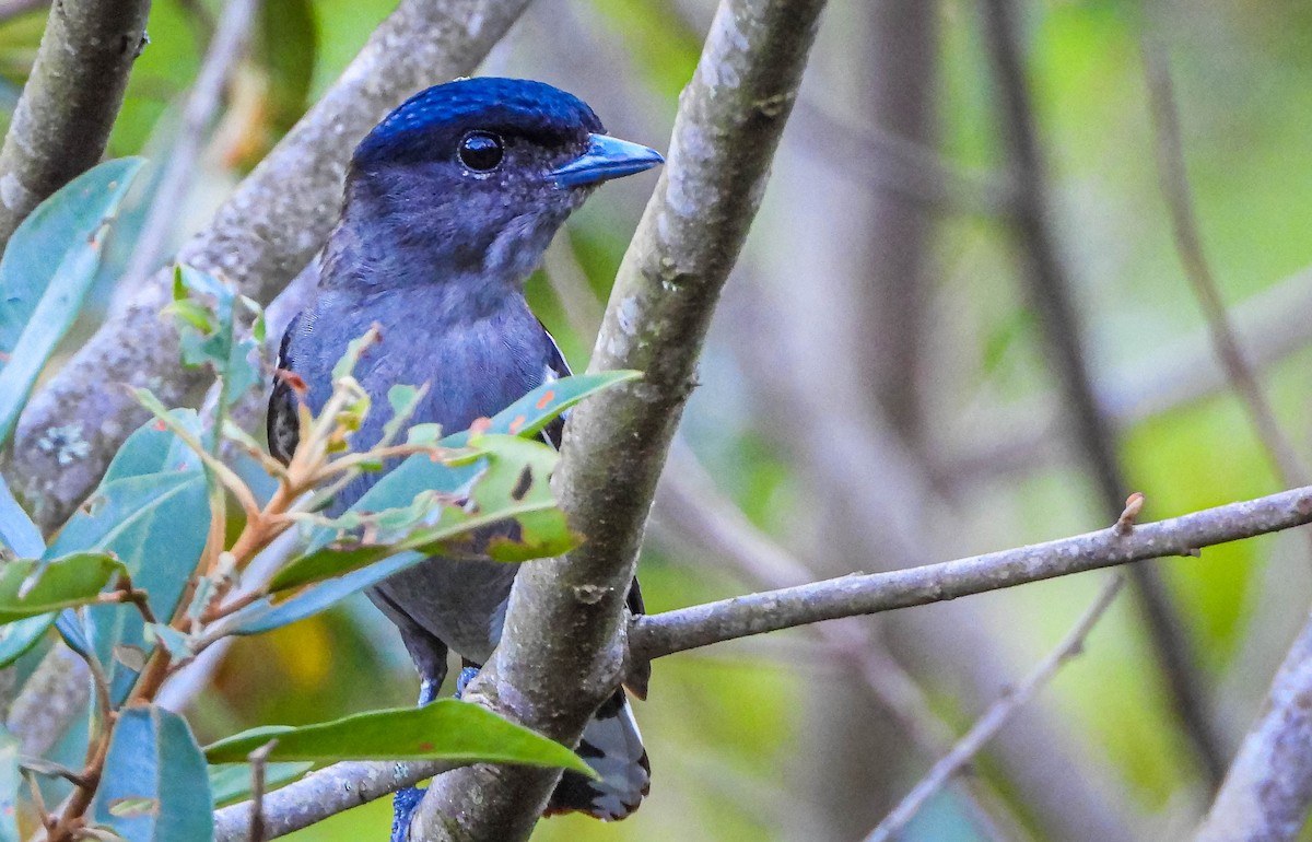 Weißbindenbekarde - ML647705295