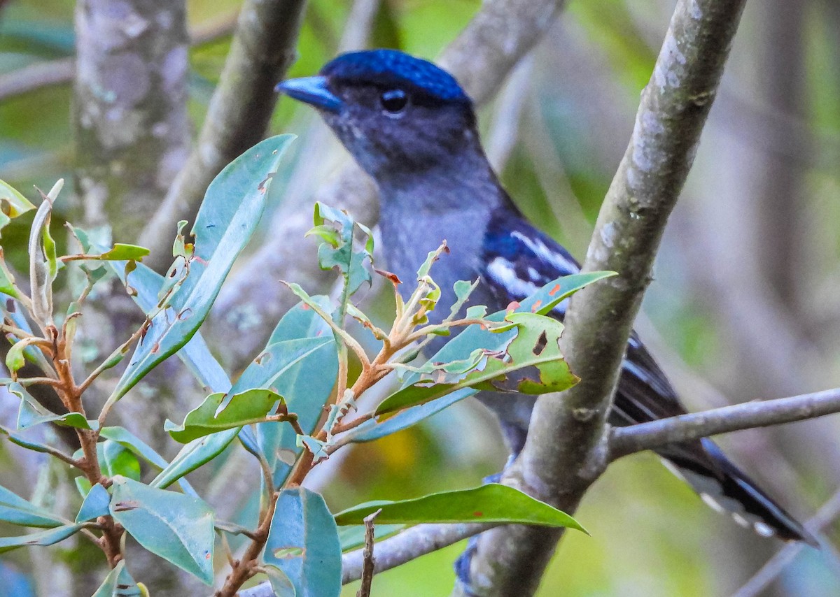 Weißbindenbekarde - ML647705296