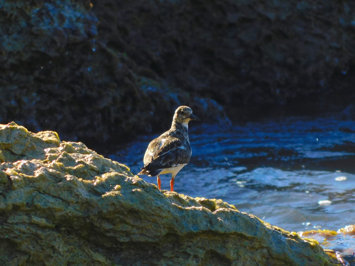 Steinwälzer - ML647705300