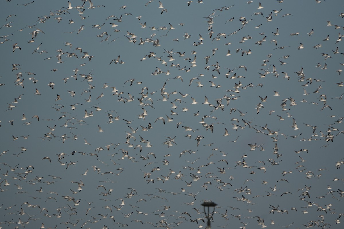 Ringschnabelmöwe - ML647705307