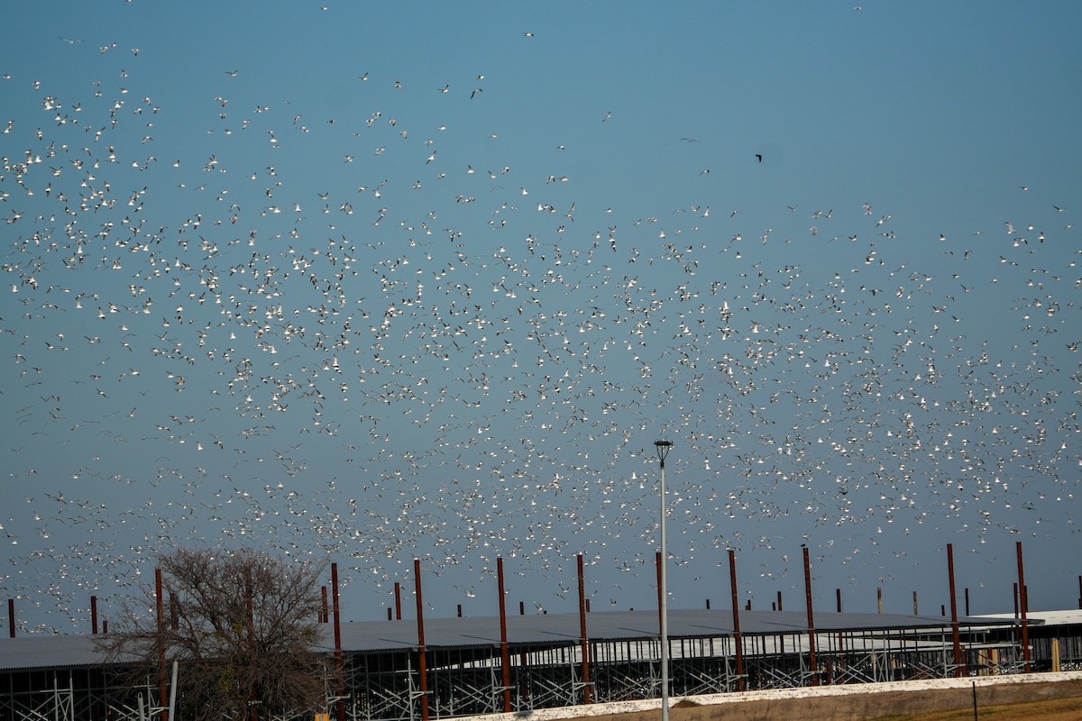 Ringschnabelmöwe - ML647705308