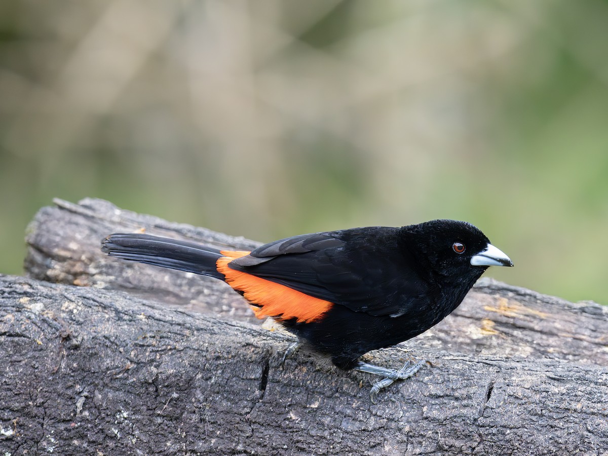 Feuerbürzeltangare - ML647705312