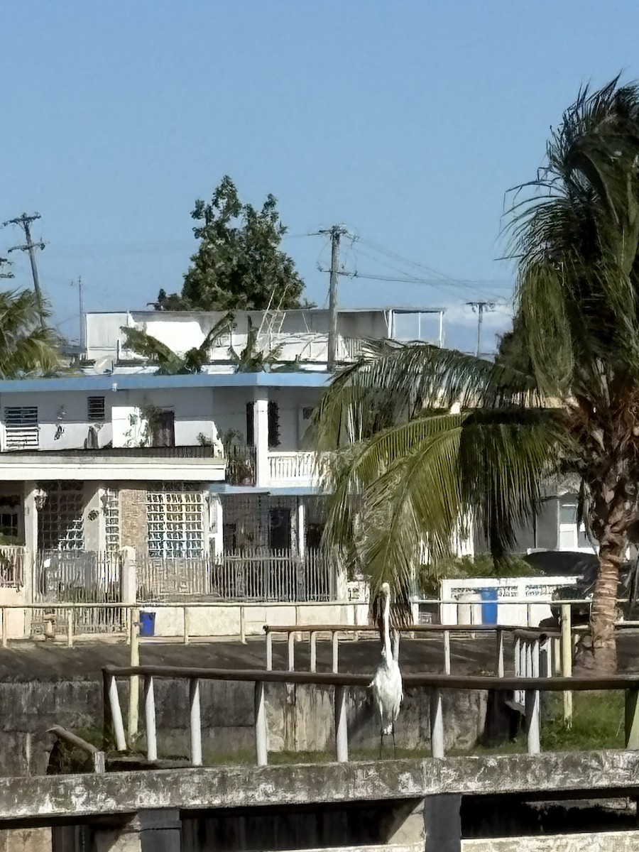 Silberreiher - ML647705313