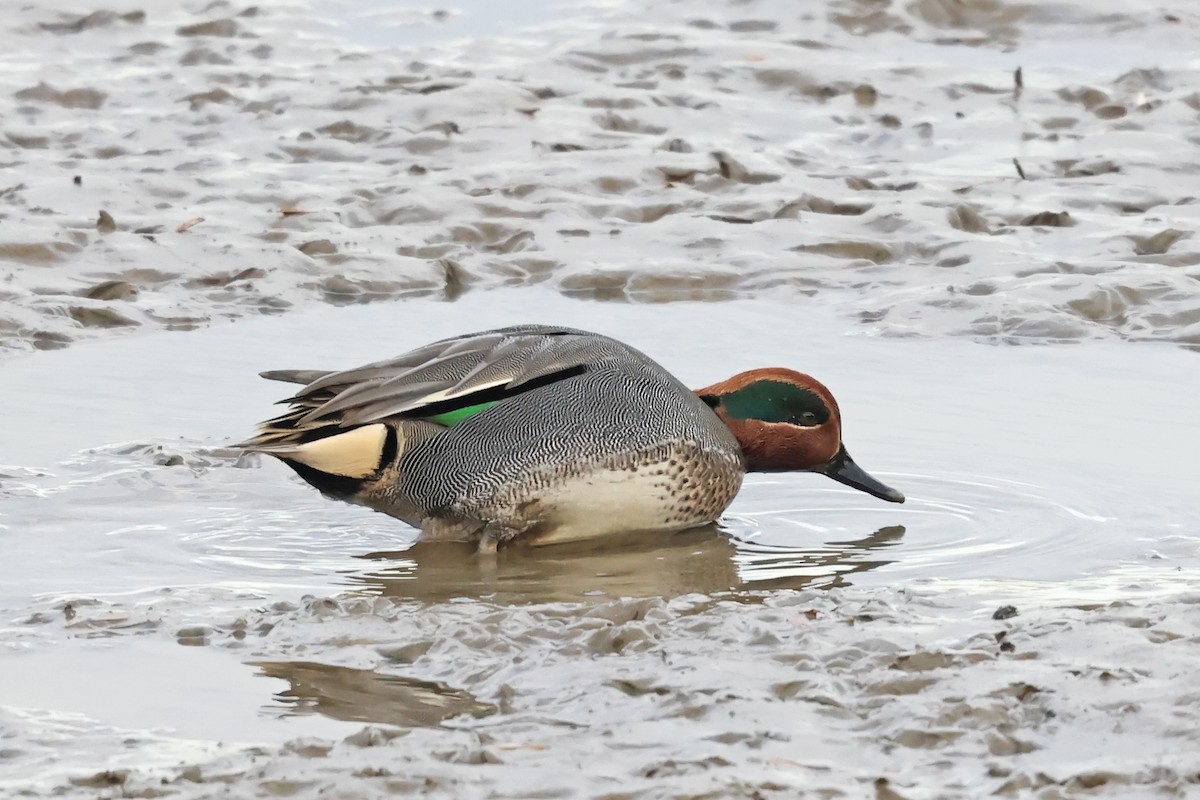 Krickente - ML647705315