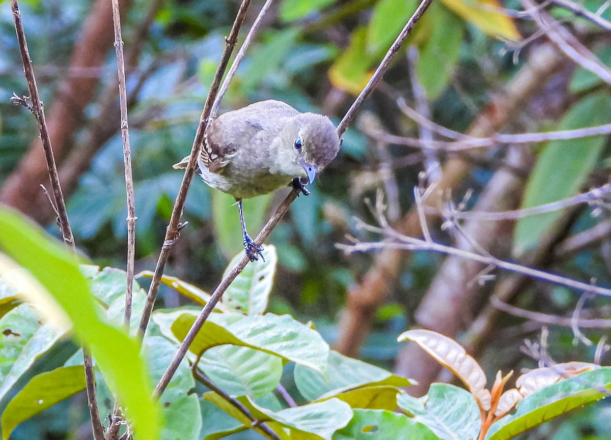 Grauwangen-Olivtyrann - ML647705318