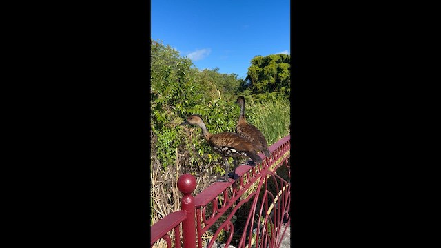 Свистач кубинський - ML647705321