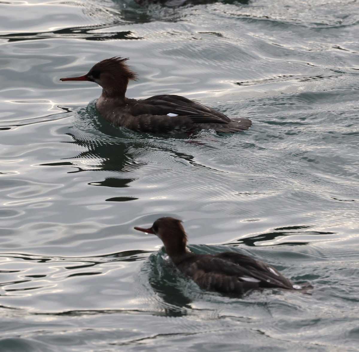 Mittelsäger - ML647705326