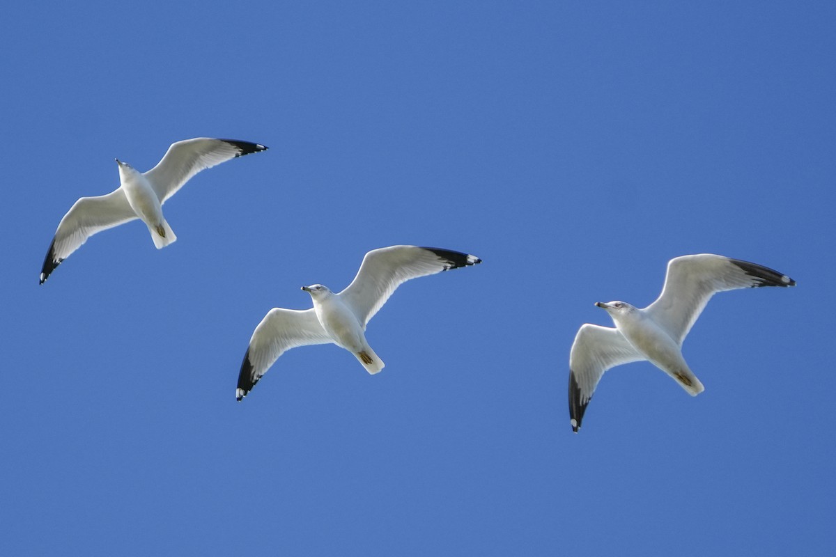 Ringschnabelmöwe - ML647705328