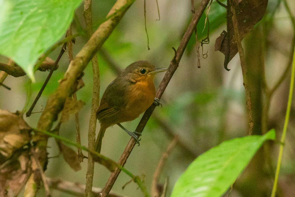 tinnmaurfugl - ML647705342