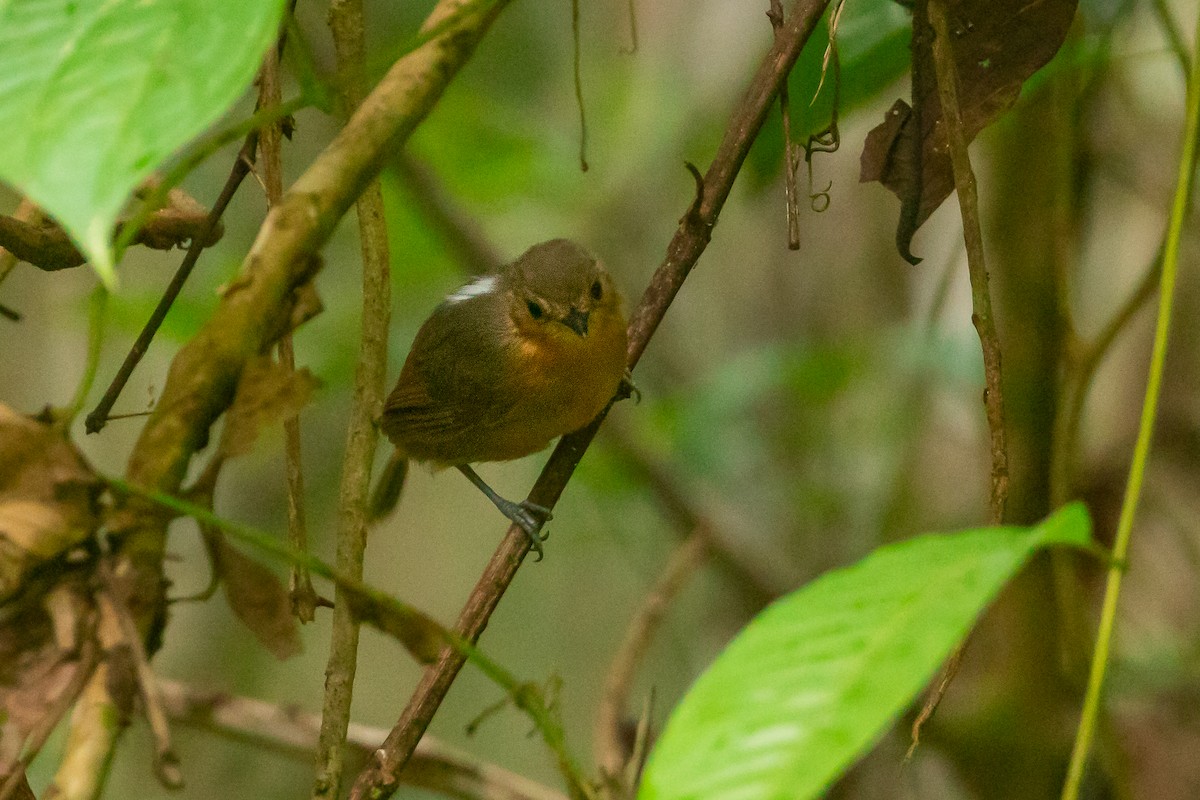 tinnmaurfugl - ML647705352