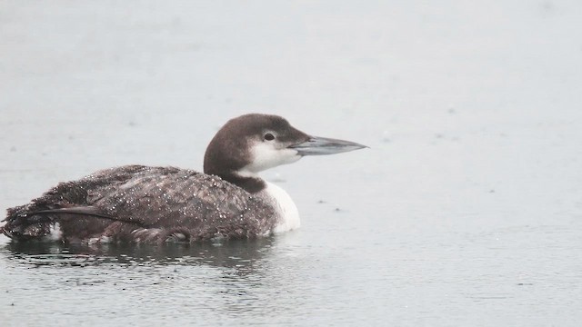 Гагара полярна - ML647705363