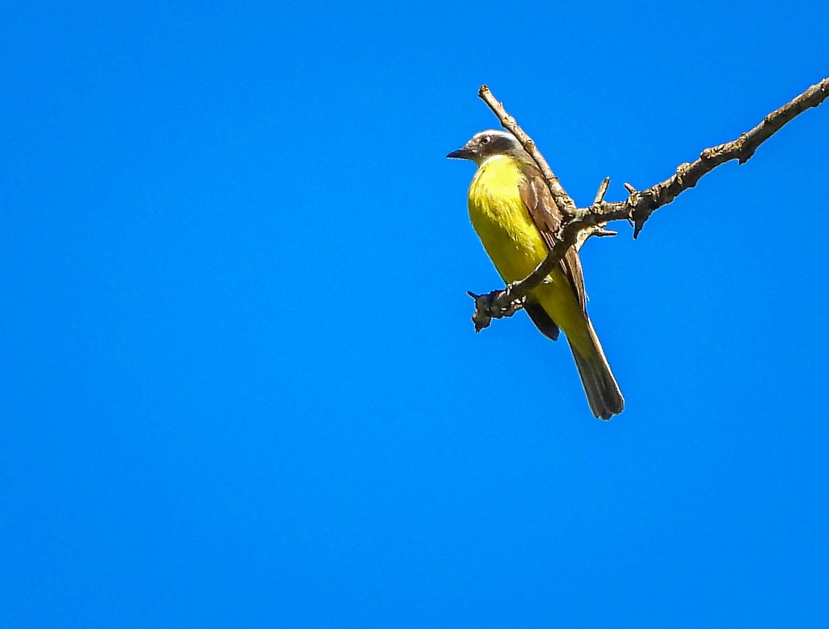 Rotscheitel-Maskentyrann - ML647705364