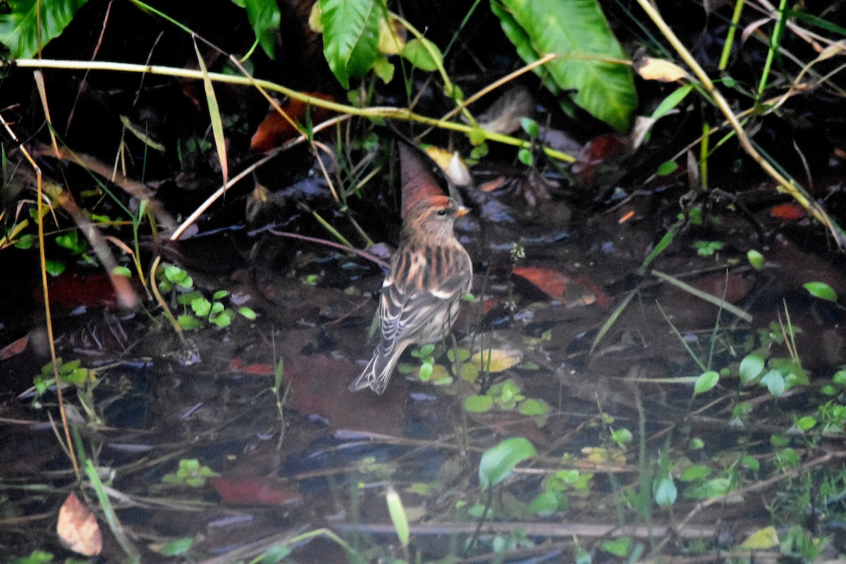 Redpoll - ML647705426