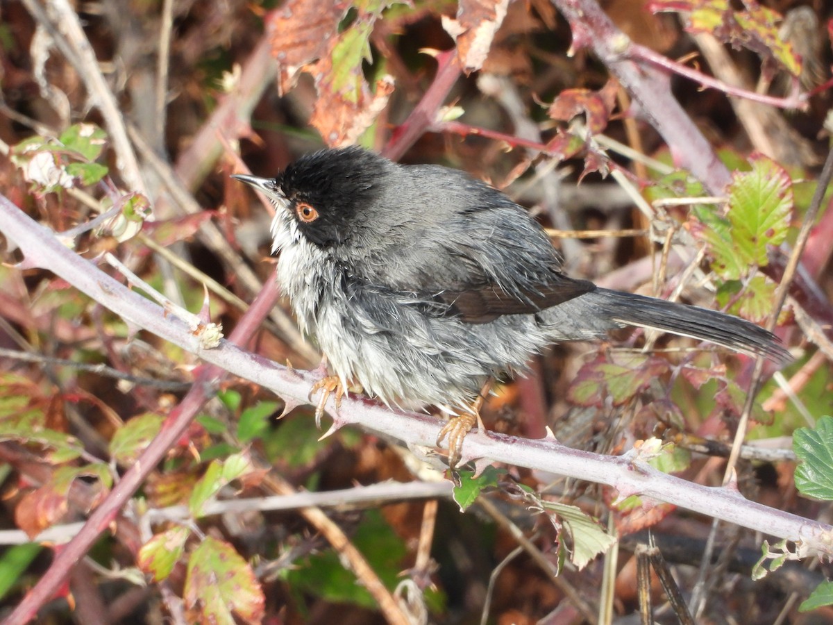 Sardinian Warbler - ML647705430