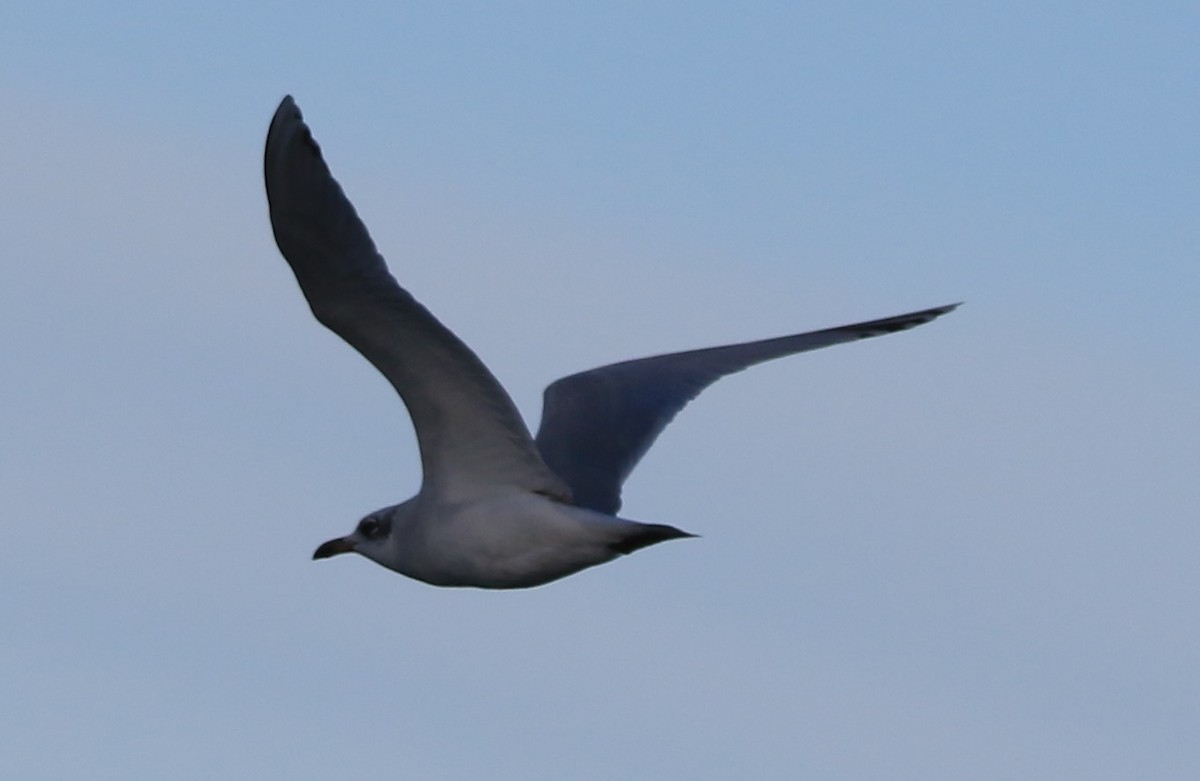 Mediterranean Gull - ML647705435