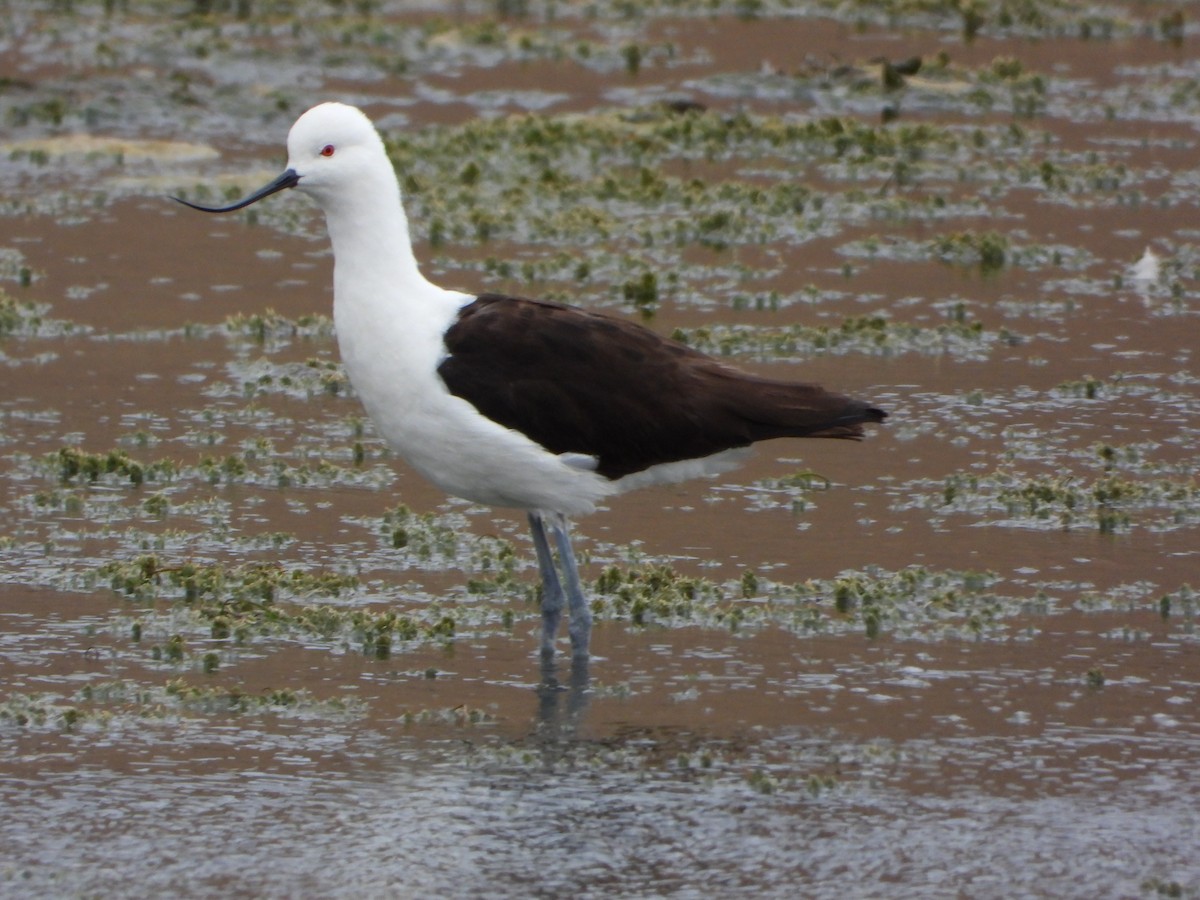 Andean Avocet - ML647705439