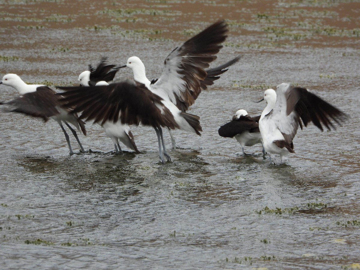 Andean Avocet - ML647705441