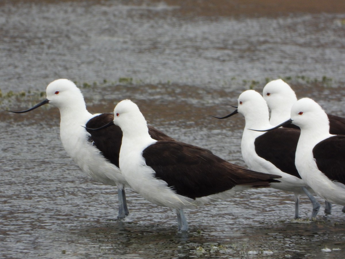 Andean Avocet - ML647705442