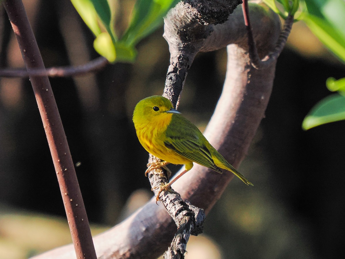 Mangrove Yellow Warbler (Greater Antillean) - ML647705443