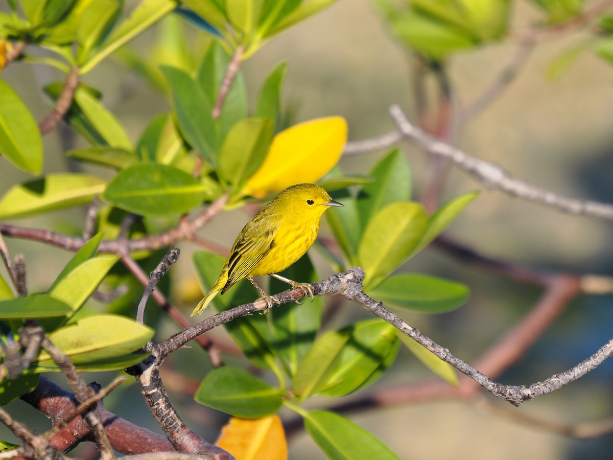 Mangrove Yellow Warbler (Greater Antillean) - ML647705444