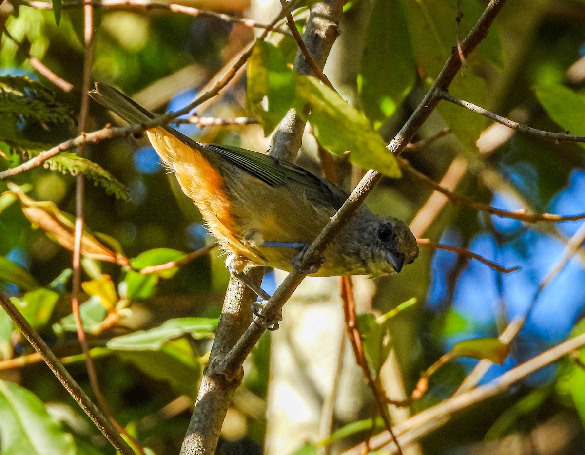 Burnished-buff Tanager - ML647705446