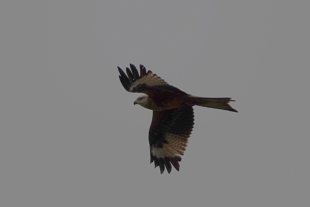 Red Kite - ML647705447