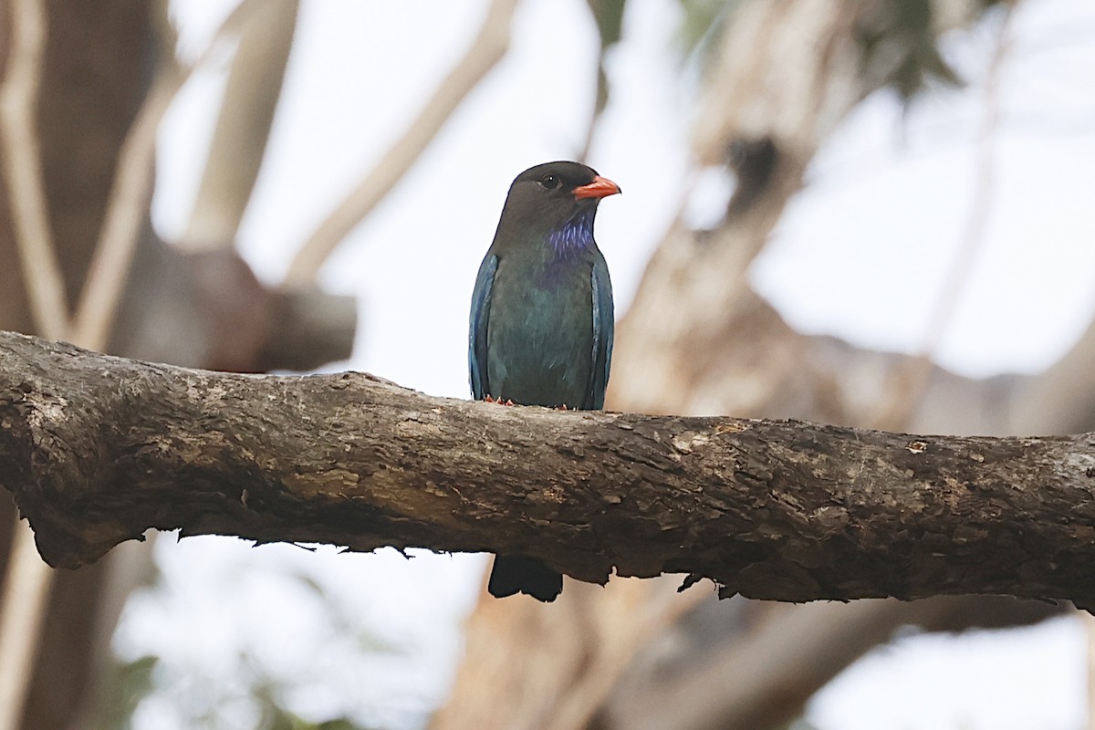 Dollarbird - ML647705448