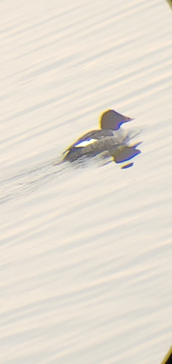 Common Goldeneye - ML647705449