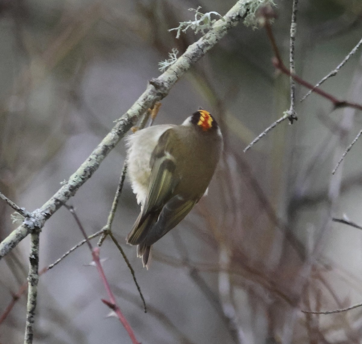 Golden-crowned Kinglet - ML647705451