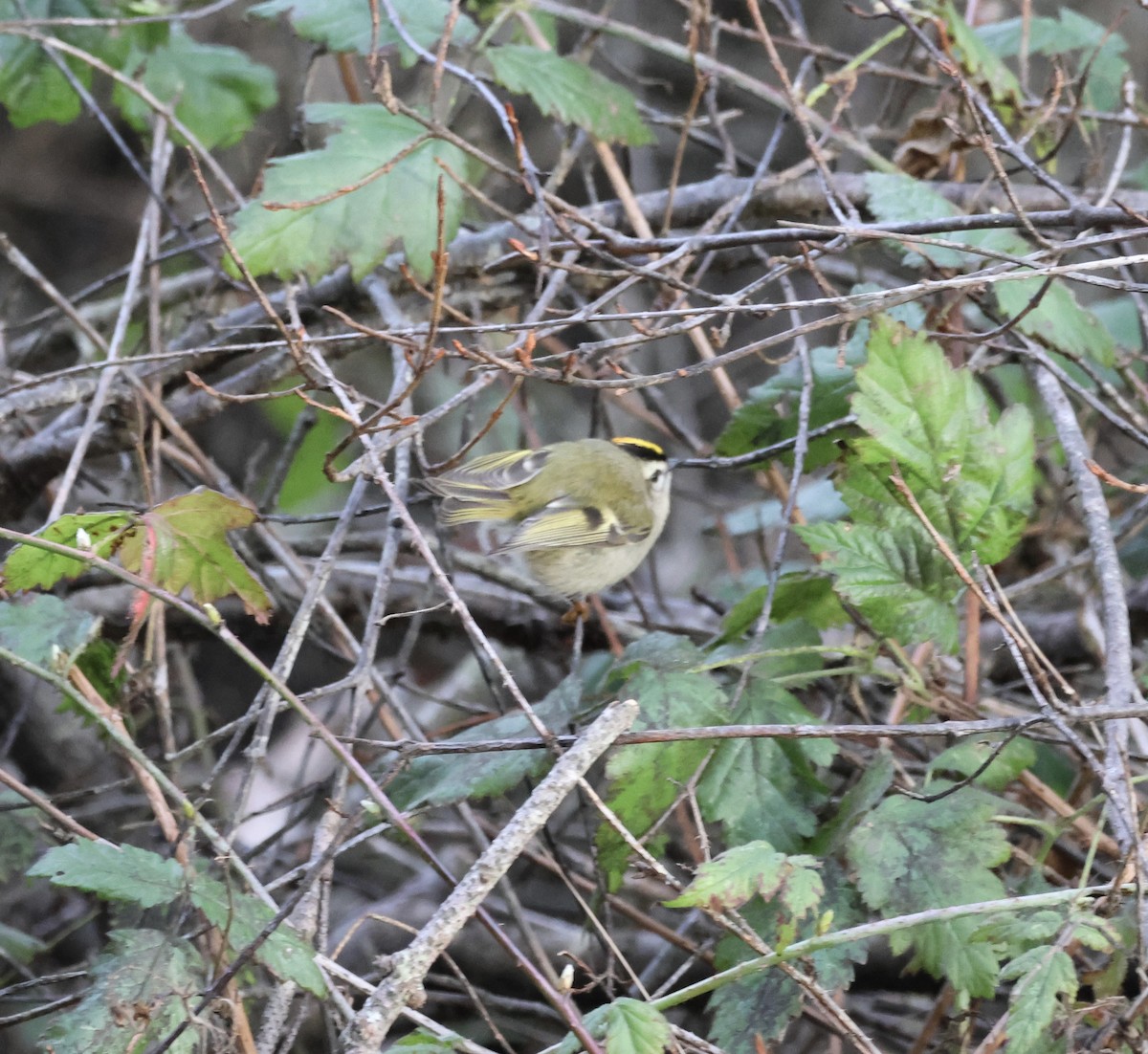 Golden-crowned Kinglet - ML647705452