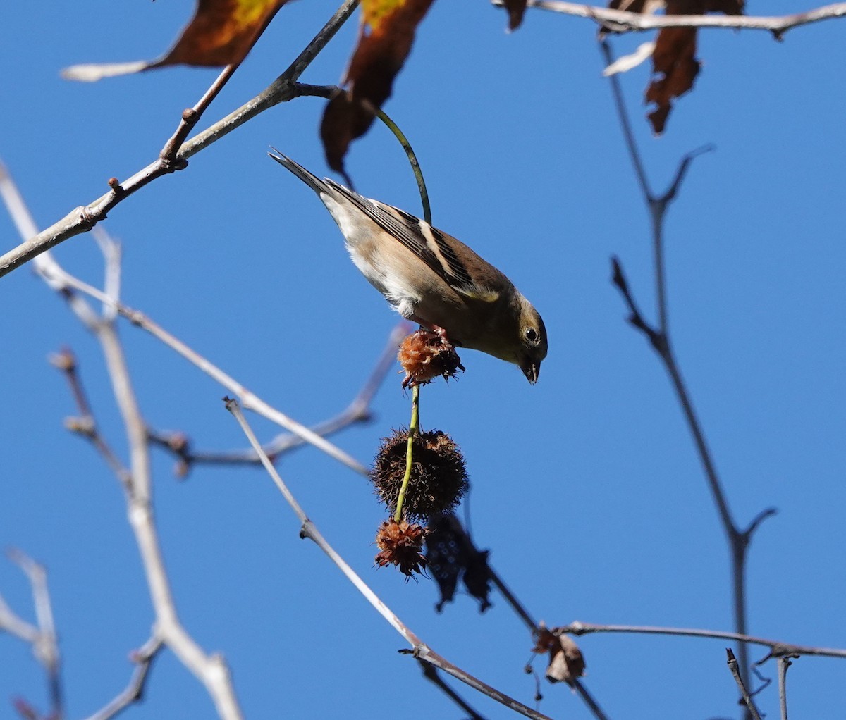 American Goldfinch - ML647705453