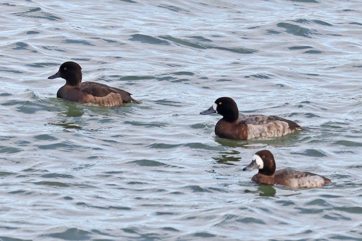 Greater Scaup - ML647705454