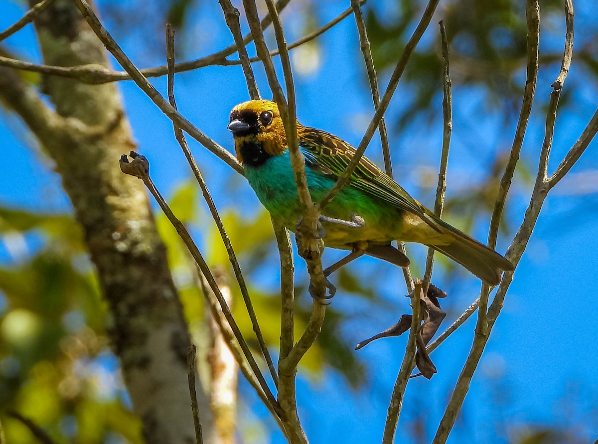 Gilt-edged Tanager - ML647705455
