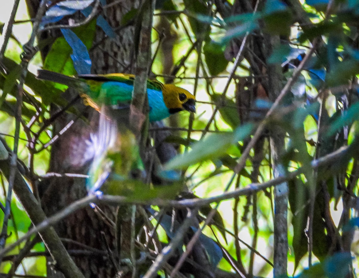 Gilt-edged Tanager - ML647705456