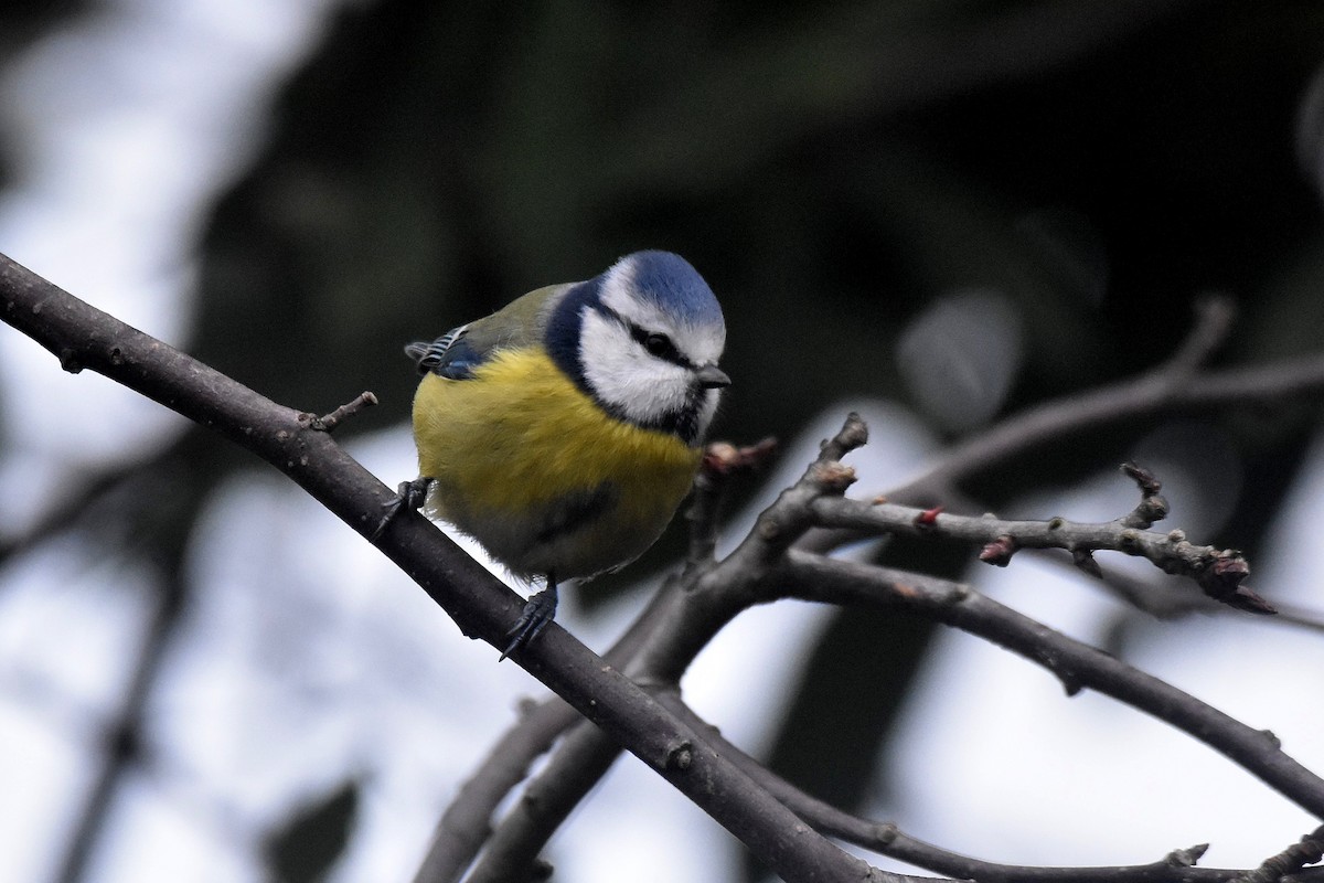 Eurasian Blue Tit - ML647705457