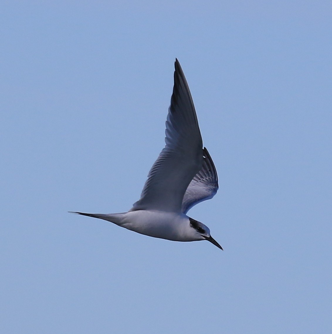 Sandwich Tern - ML647705460
