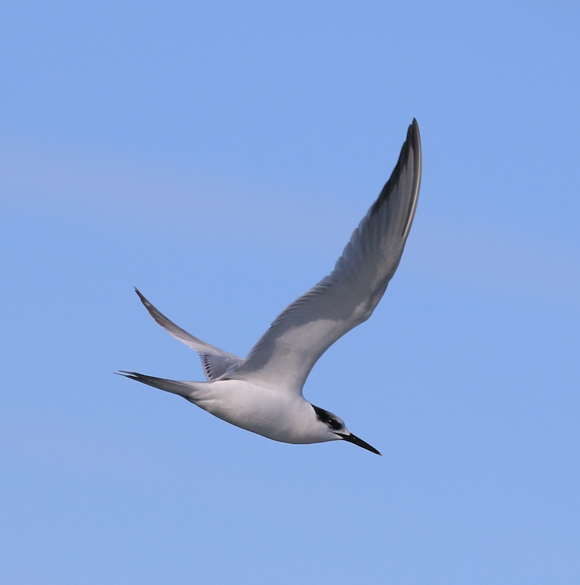 Sandwich Tern - ML647705461