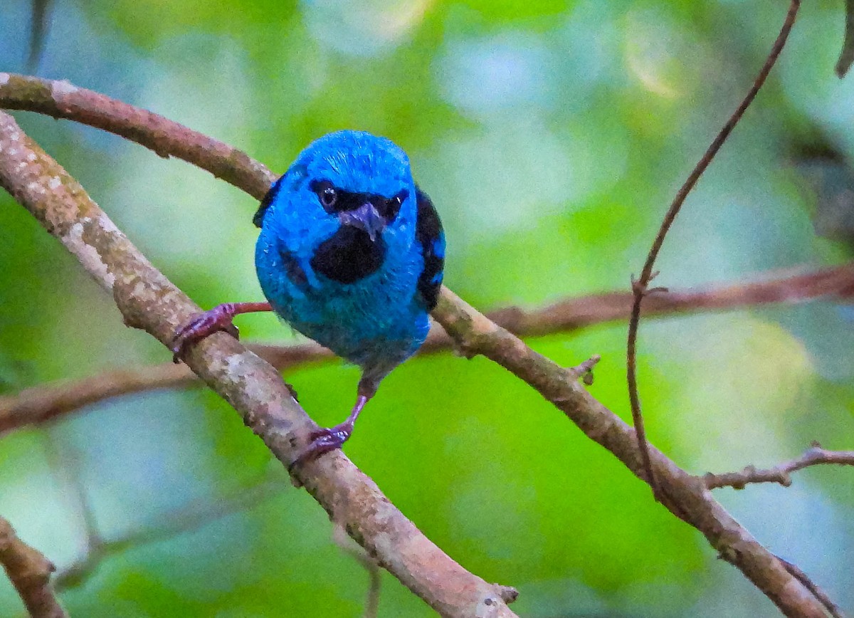 Blue Dacnis - ML647705462