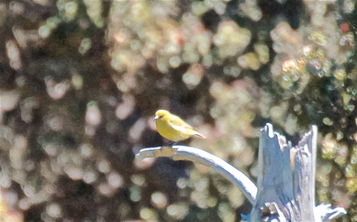 Hawaii Amakihi - ML647705463