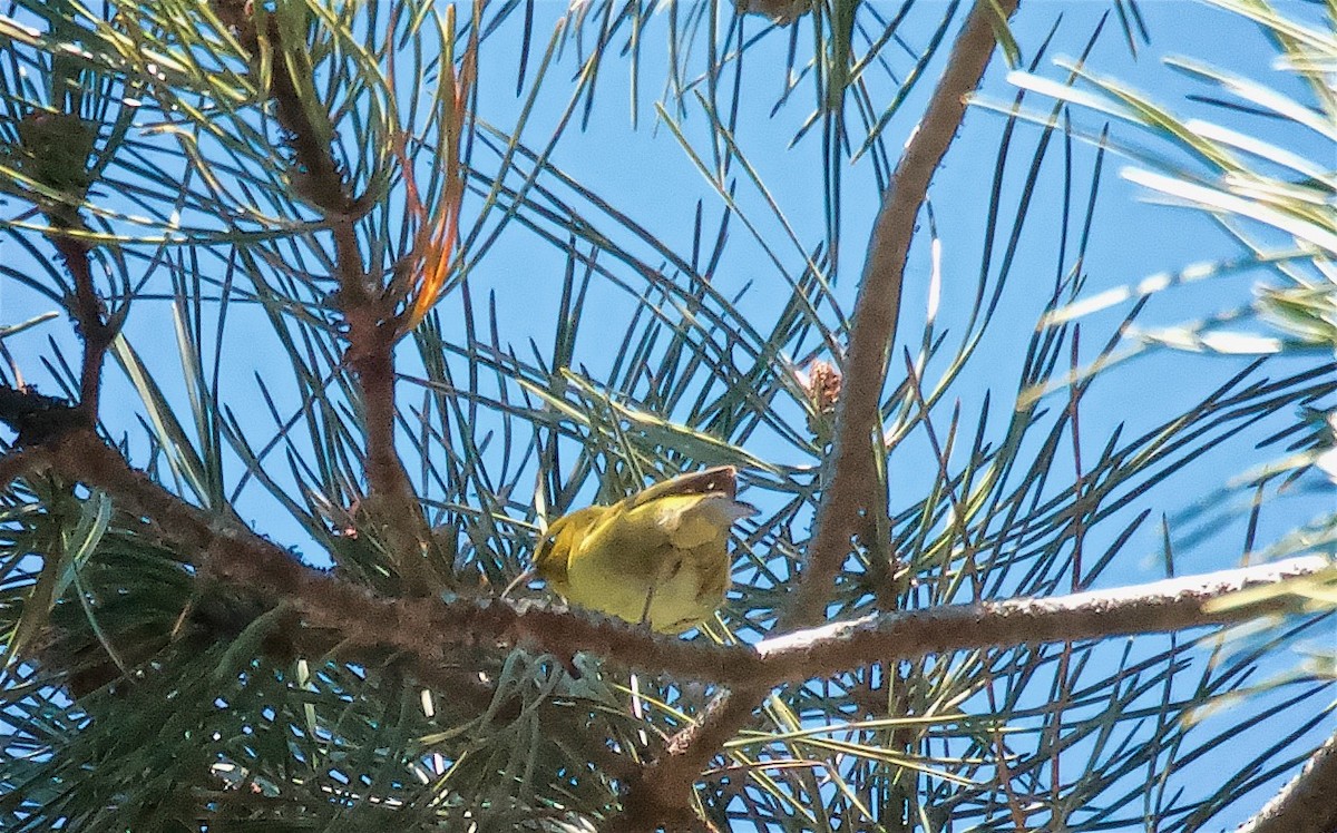 Hawaii Amakihi - ML647705464