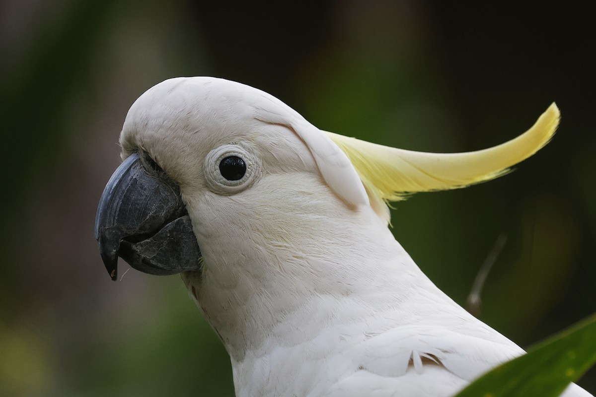 Sulphur-crested Cockatoo - ML647705465